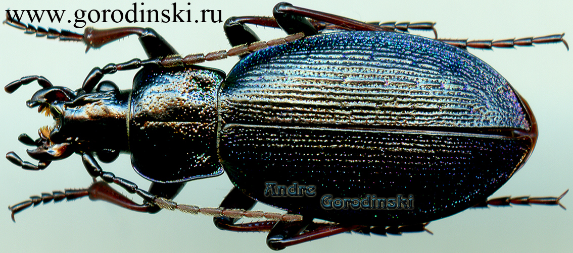 http://www.gorodinski.ru/carabus/Aulonocarabus mouthiezianus.jpg